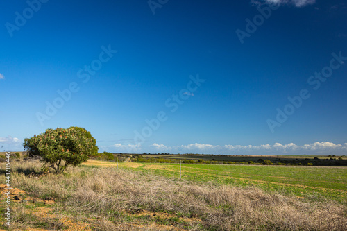 オーストラリア 西オーストラリア州にあるハット・リバー公国の広大な小麦畑