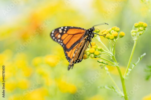 A beautiful monarch butterfly or simply monarch (Danaus plexippus) feeding on yellow flowers in a Summer garden. Blurry yellow background. Precious Orange butterfly 