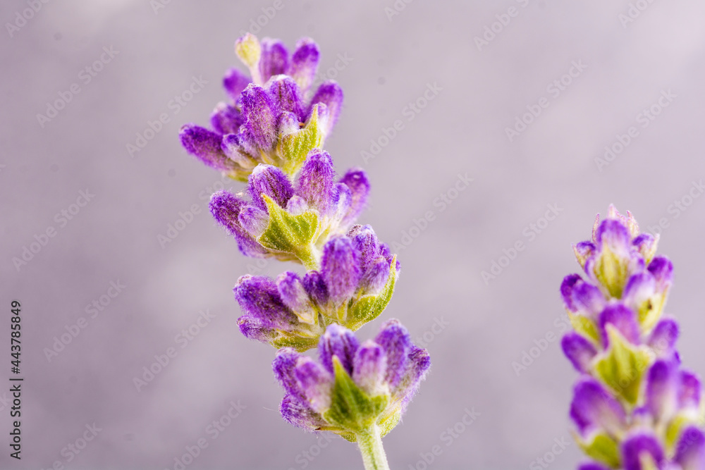 Obraz premium Lavendelblüte