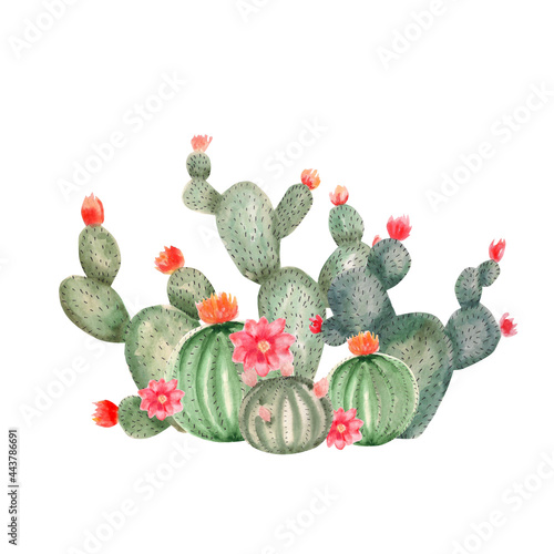 Composition from wild cacti. Watercolor desert cacti, illustration for print, design