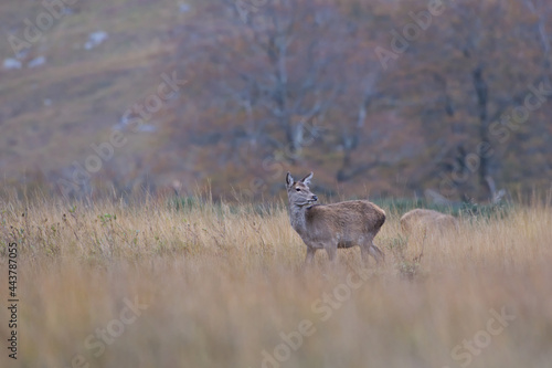 Fototapeta Naklejka Na Ścianę i Meble -  Roe deer, autumn, Scotland, UK