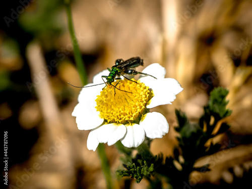de cerca un insecto verde encima de una margarita © Immaculada