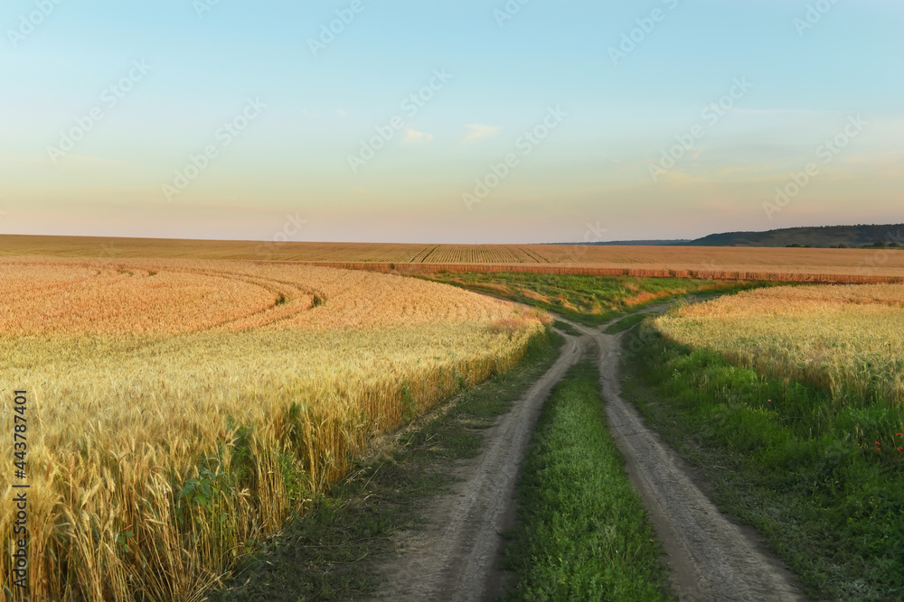 Dirt road among fields of ripe yellow wheat. 