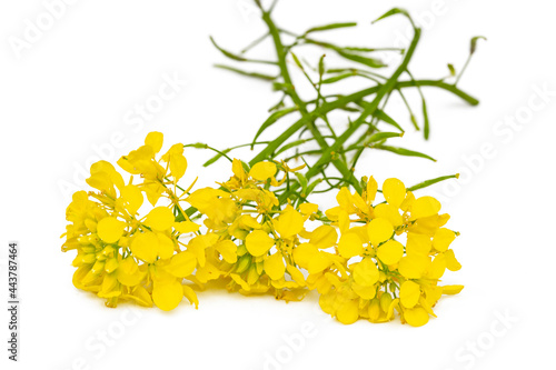 Blossoming rapeseed on a white background