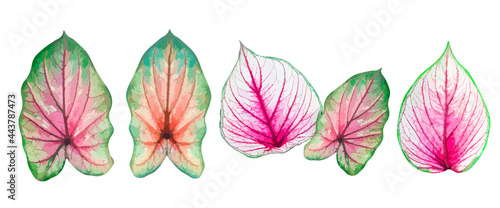 Set of bromeliad leaf, natural beautiful bright colorful leaves isolated on white, vector illustration  © merrymuuu