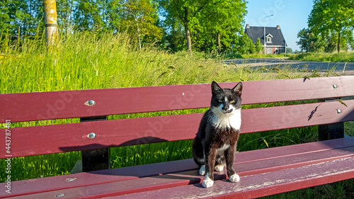 Back and white cat posing on a bench in the countryside from the Netherlands