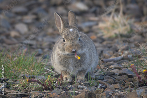 Bunny eating a flower
