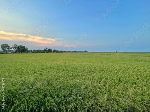 The green rice fields where the green rice trees are growing.