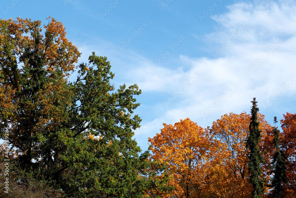 Naklejka premium trees with green and yellow leaves against the blue sky on an autumn day in the park