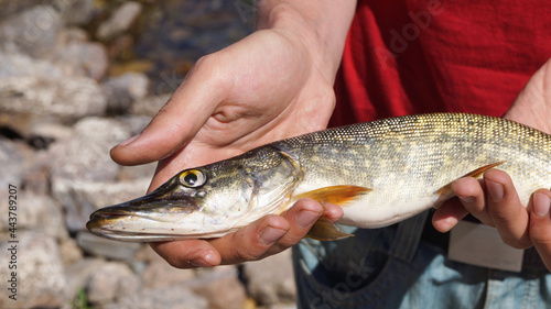 Pike caught on the coast of Lake Baikal by a young man. A fisherman shows a catch