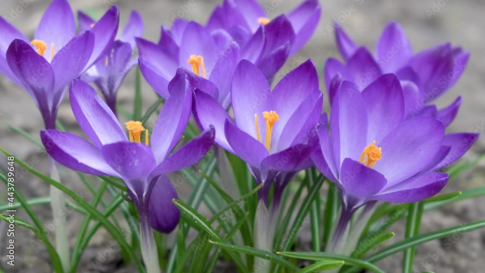 purple crocuses,in spring the first crocus flowers bloomed in the garden purple crocuses,in spring the first crocus flowers bloomed in the garden