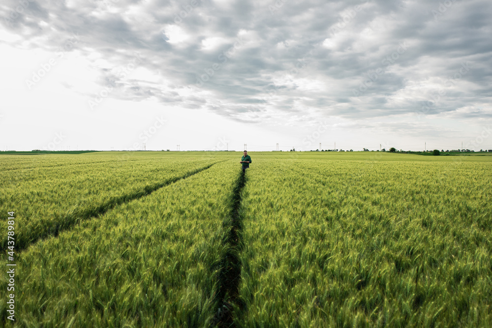 Farmer standing in wheat field examining crop. Farmer standing in wheat field examining crop.