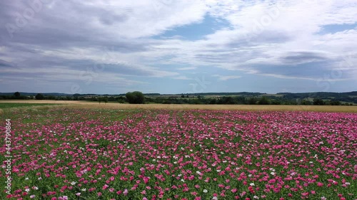 Wallpaper Mural Flowers of an opium poppy field  Torontodigital.ca