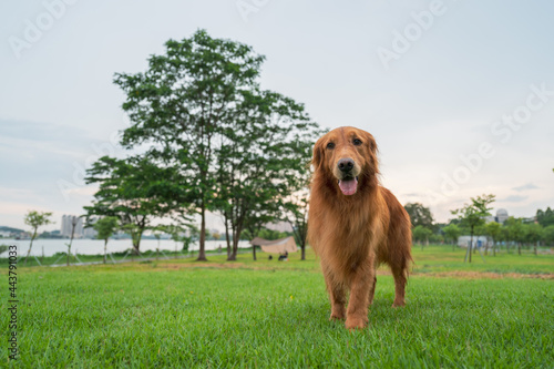 Golden Retriever standing on the grass smiling happily