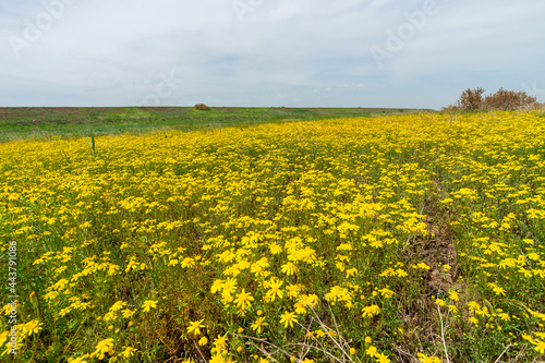 Jacobaea vulgaris or Senecio jacobaea yellow filed in Volgograd region, Russia Beatiful landscapes ragwort or common ragwort or stinking willie or tansy ragwort or benweed. Bolsoi liman
