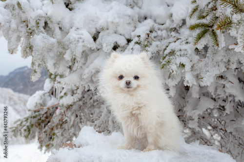 dog in snow photo