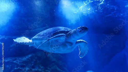 turtle underwater world diving sea ocean