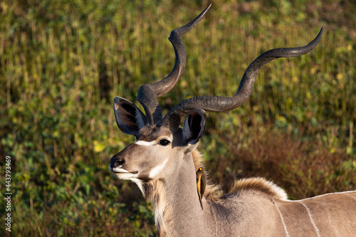 kudu bull with a yellow-billed oxpecker photo