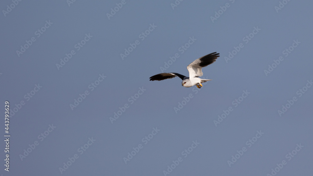 a black-winged kite hovering in the air