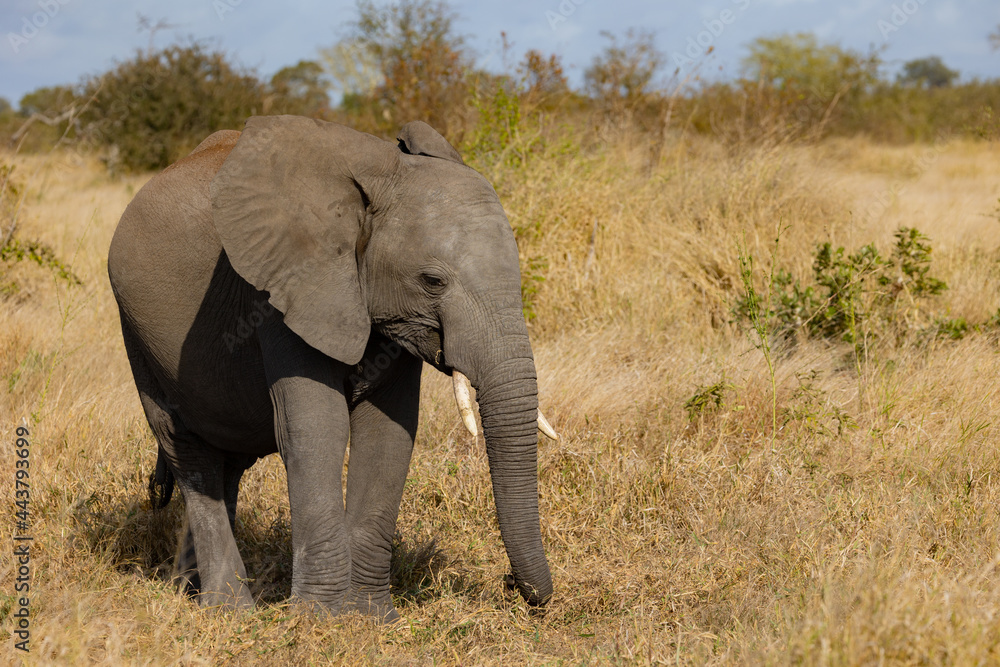 Baby African elephant feeding on grass