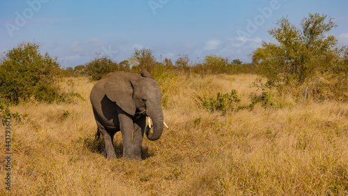Baby African elephant feeding on grass
