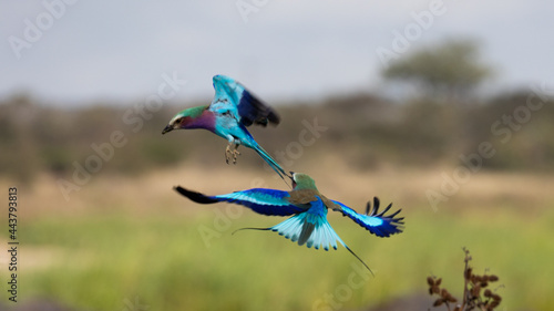 Lilac-breasted roller in flight - wings open photo