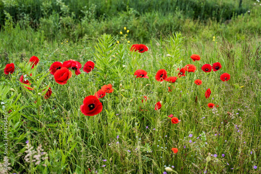 Fototapeta premium beautiful field of red poppies