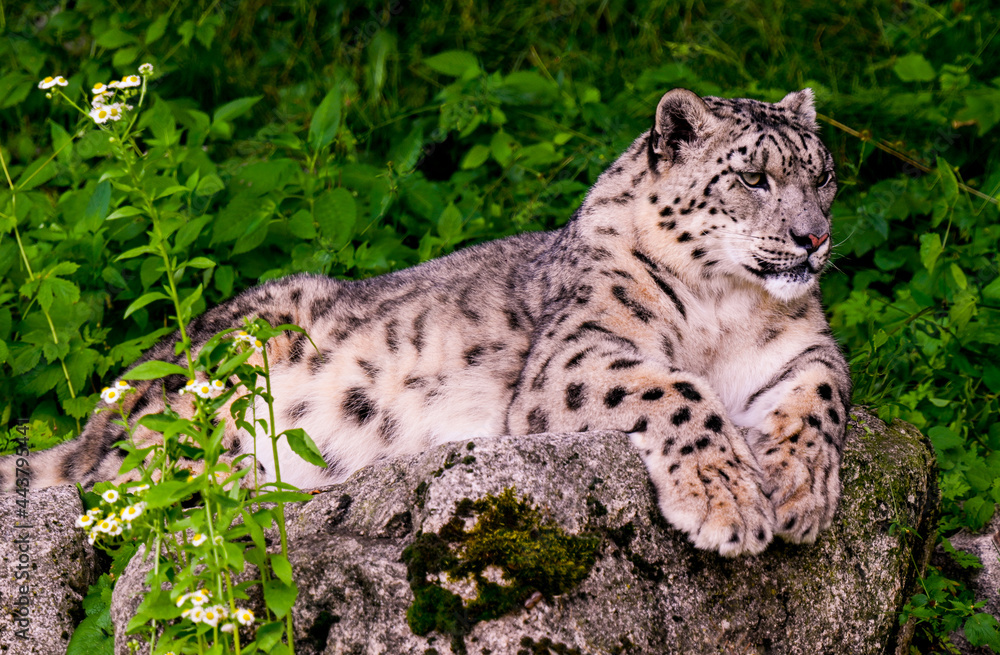 Snow leopard (Uncia uncia) fixes his prey Snow leopard (Uncia uncia) fixes his prey