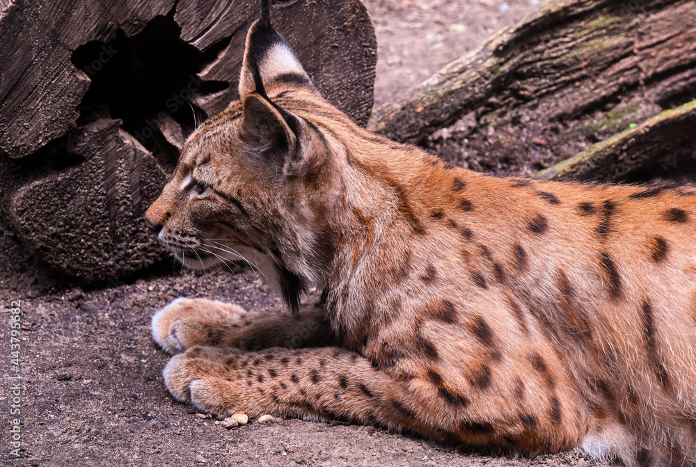 Geoffroy‘s Cat (Felis leopardus geoffroyi), adult Geoffroy‘s Cat (Felis leopardus geoffroyi), adult