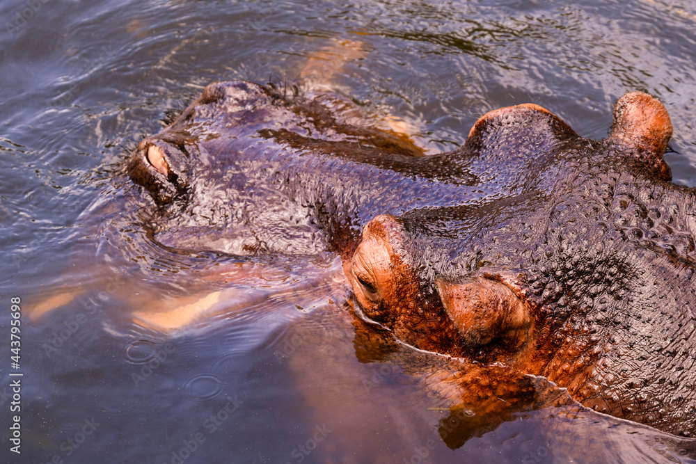 Fototapeta premium hippopotamus in water (hippopotamus amphibius)