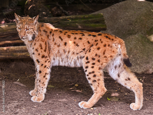Geoffroy‘s Cat (Felis leopardus geoffroyi), adult