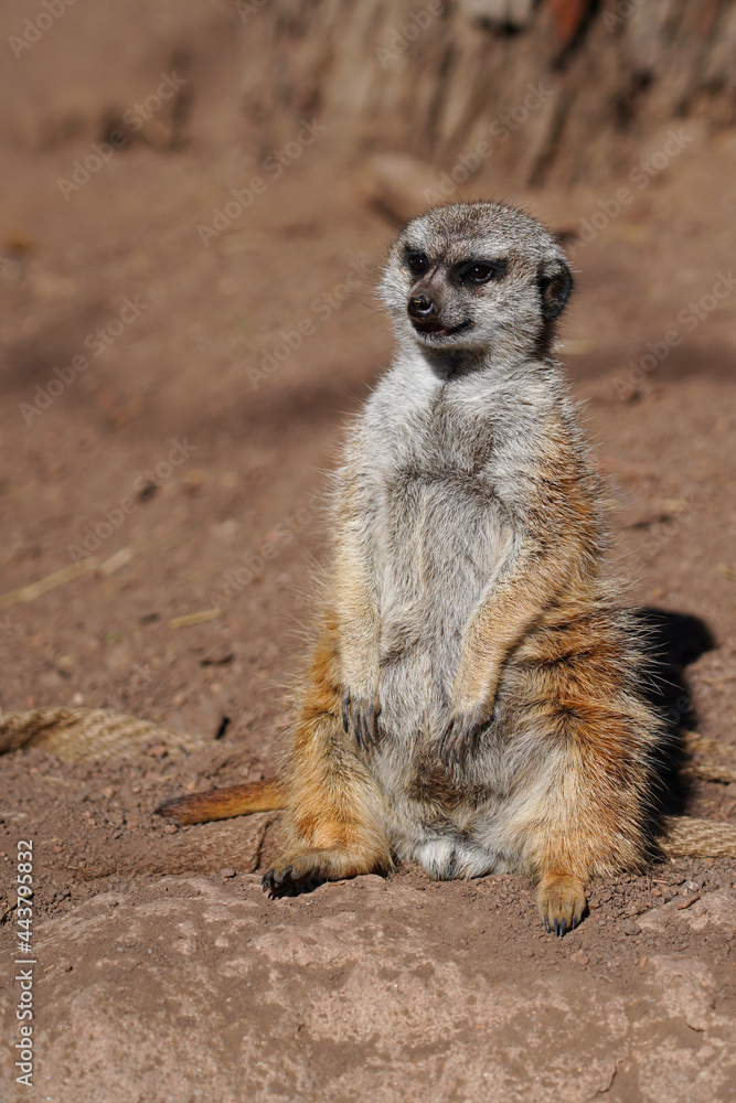 View of a meerkat (suricate Suricata suricatta) standing up View of a meerkat (suricate Suricata suricatta) standing up