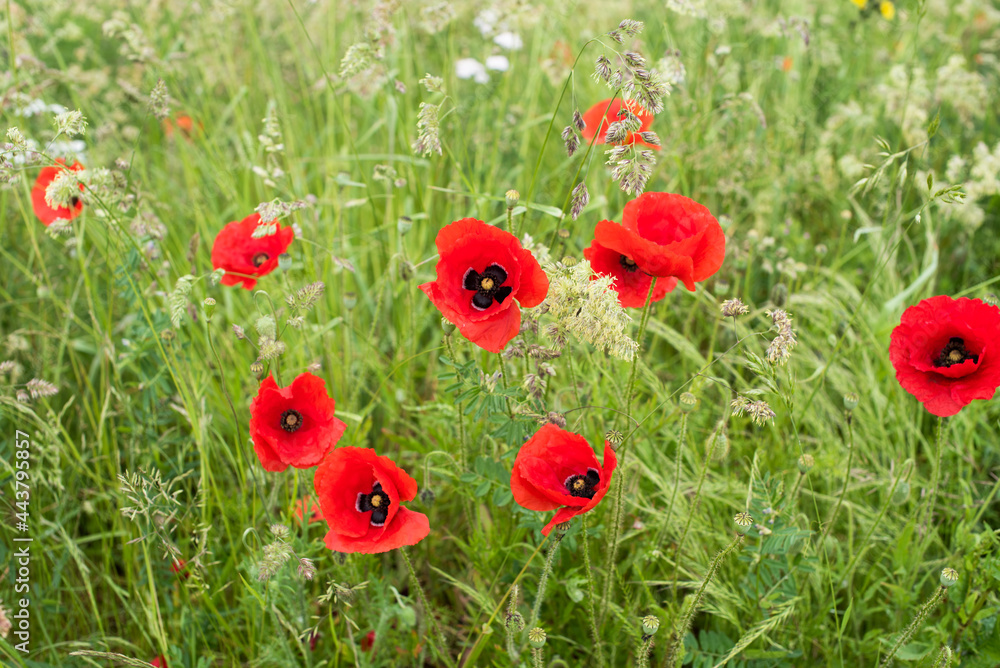 Naklejka premium beautiful field of red poppies