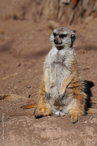 View of a meerkat (suricate Suricata suricatta) standing up