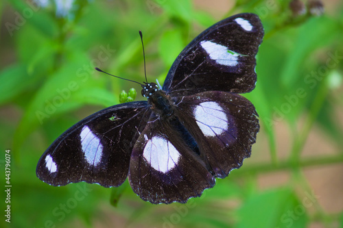 limnas bolina, the great eggfly, common eggfly or in New Zealand the blue moon butterfly is a species of nymphalid butterfly found from Madagascar to Asia and Australia