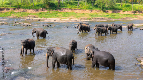 Herd of large Asian elephants bathes in a lake  cooling off in extreme hot sunny conditions in Sri Lanka  view from a high angle.