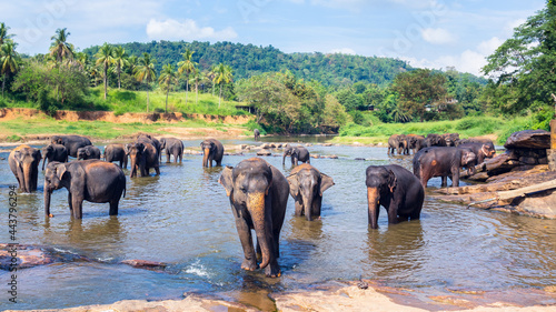 Photography Herd of large Asian elephants bathe in a lake, cooling off in extreme hot sunny