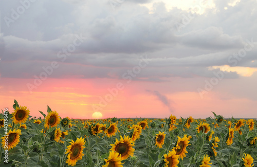 Sunflowers field at pink sunset background.
