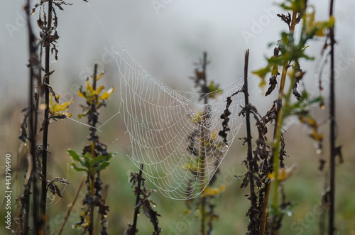 PEARL DROPS ON A COBWEB - Maybe some rain, maybe morning moisture