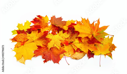 Pile of natural autumn maple leaves of yellow  orange  red  burgundy colors isolated on white background.