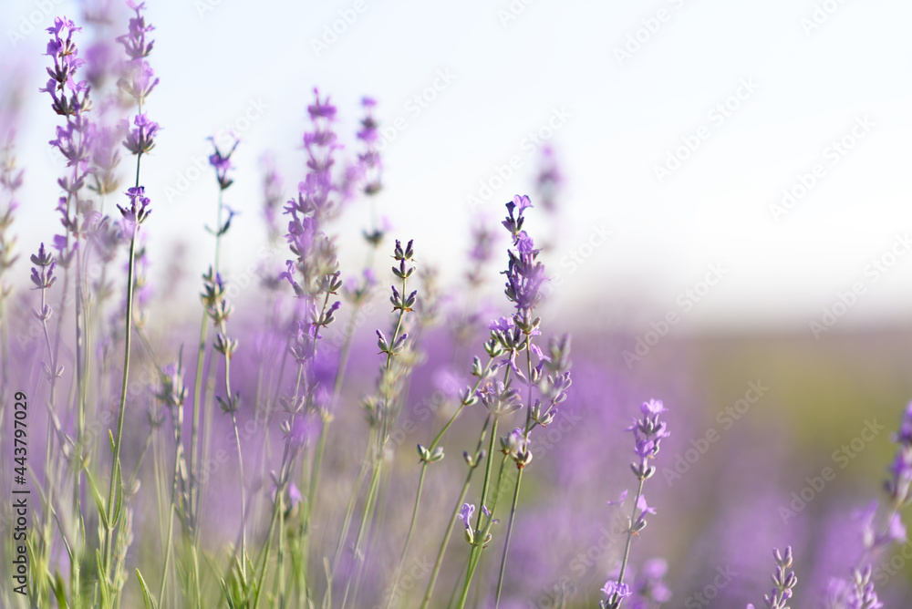 Close up photo of many lavender flowers. Selective focus. Close up photo of many lavender flowers. Selective focus.