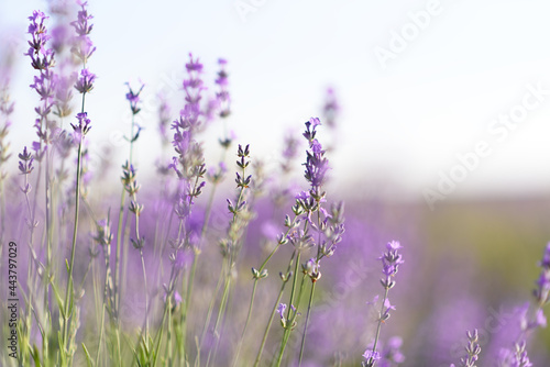 Close up photo of many lavender flowers. Selective focus.