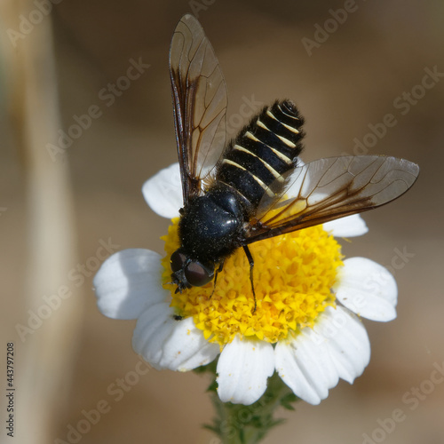 Bee fly (Lomatia belzebul) on a flower photo