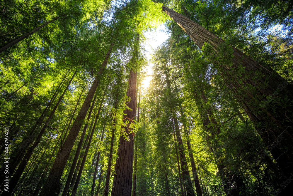 Sunset Views in the Founders Redwood Grove, Humbolt Redwoods State Park, California Sunset Views in the Founders Redwood Grove, Humbolt Redwoods State Park, California