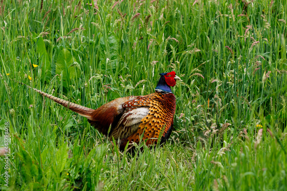 Fototapeta premium Ring-necked Pheasant (Phasianus colchicus) male showing his beautiful colors in the courtship period in a meadow in Gelderland in the Netherlands. Green background