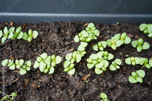 Small balcony garden in pots with baby parsley and basil, coming out of seeds in spring. Fresh green aromatic herbs home grown for delicious food recipes