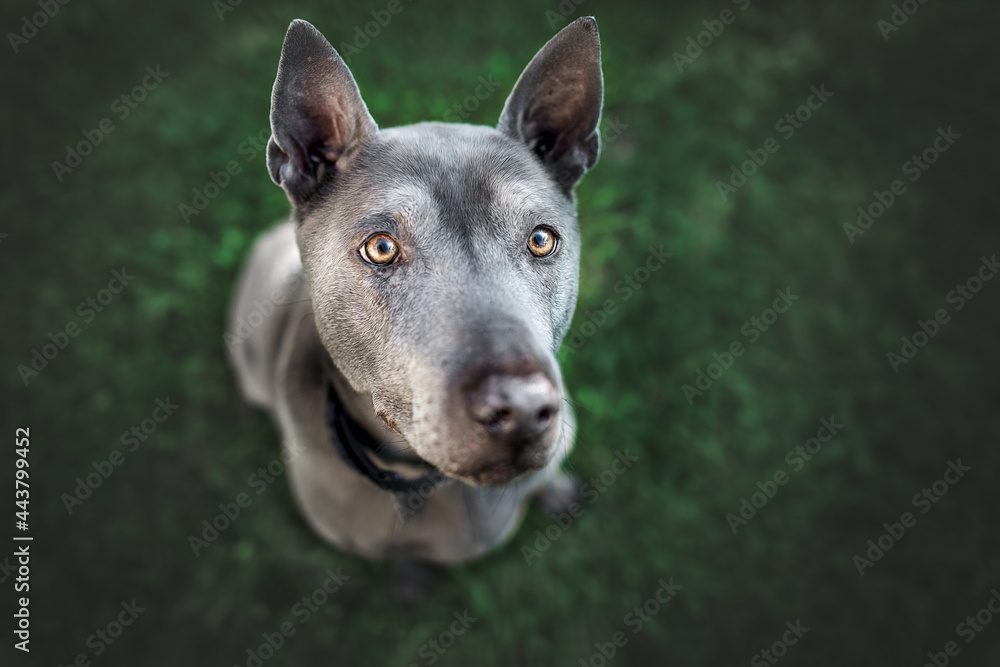Obraz premium Thai-Ridgeback