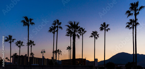 The silhouette of tall palm trees against the background of mountains and the sunset sky