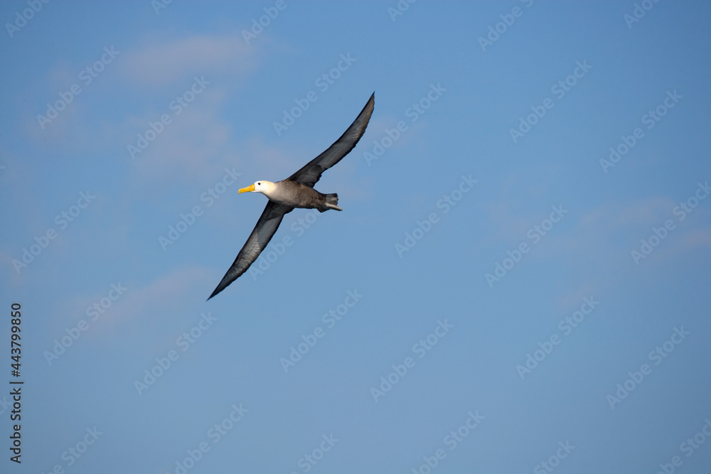 Galapagos Albatross Diomedea irrorata flying off the coast of Espanola Island, Galapagos, Ecuador Galapagos Albatross Diomedea irrorata flying off the coast of Espanola Island, Galapagos, Ecuador