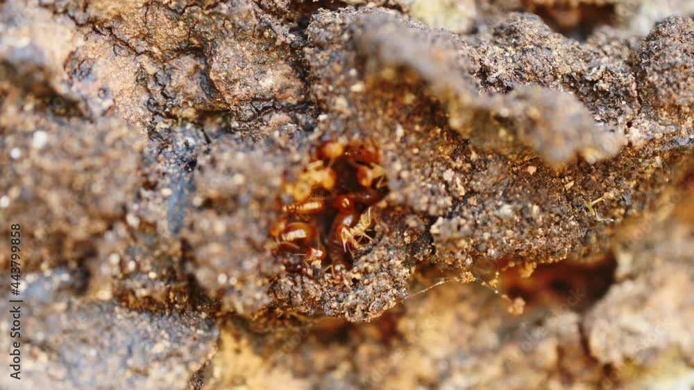 Termites are helping to repair their nests in the Thai forest. Termites are helping to repair their nests in the Thai forest.